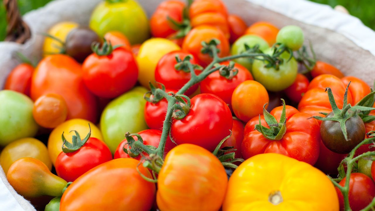 tomato harvest of mixed breeds in bowl