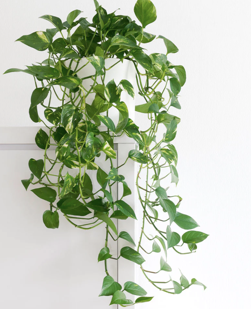 7 Houseplant Trends For 2024 The Plants Pots And Placements That   HbqrY6dbuCSp4XGaWvPwDS 1280 80 