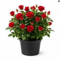 HARINI Red Mini Rose Live Plant HARINI Red Mini Rose Live Plant