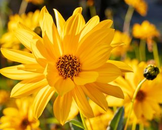 Perennial sunflower occidentalis