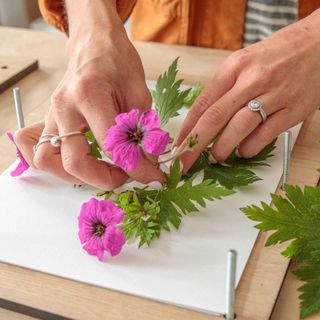 placing flowers on paper in a flower press