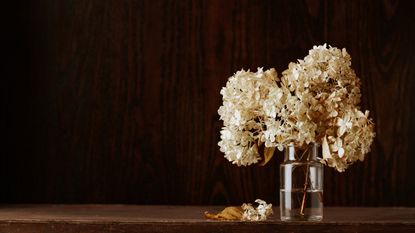 Dry hydrangea flowers in a vase of water