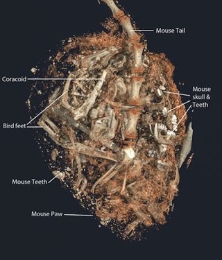 An X-ray revealed a mouse tail extending from the ancient bird's stomach up through its esophagus.