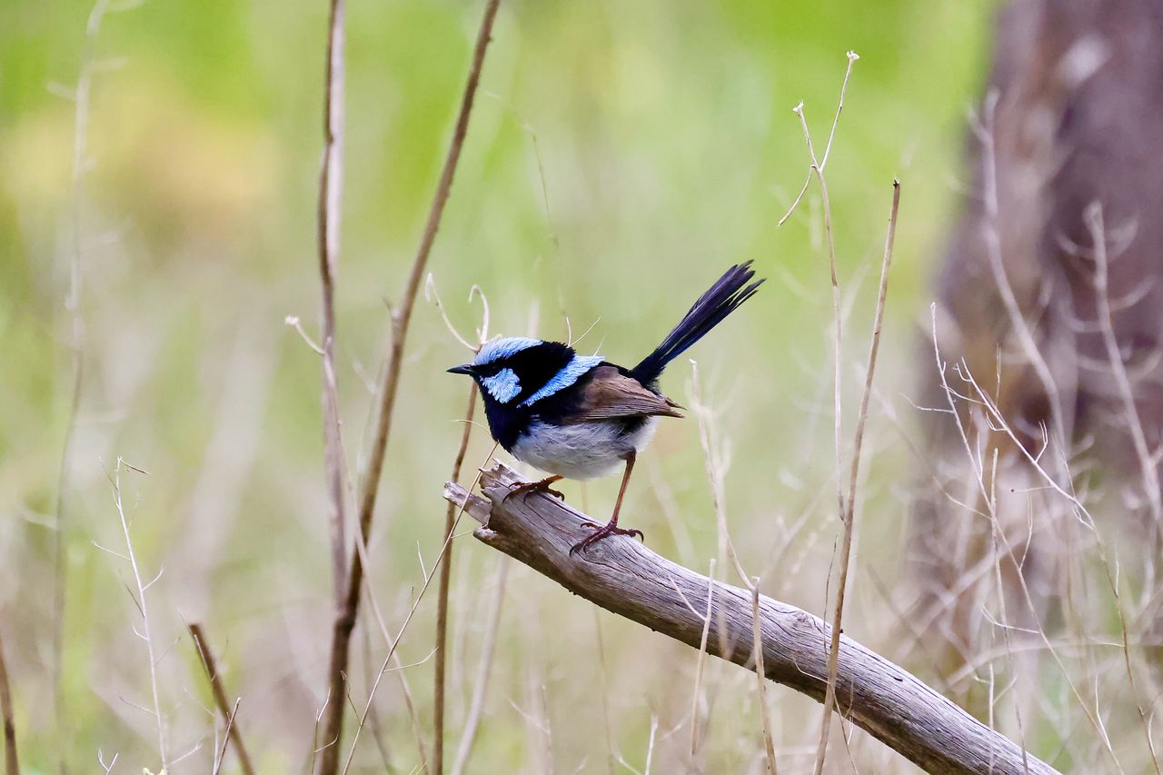 Canon RF 100-500mm f/4.5-7.1L IS USM sample shots