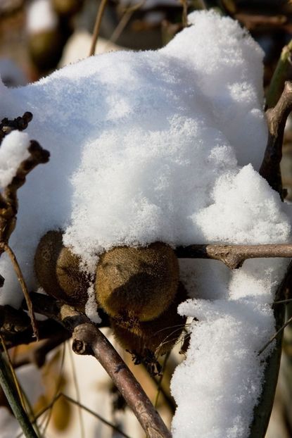 Kiwi Plant Covered In Snow