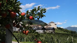 Views of the many apple orchards in Val di Sole