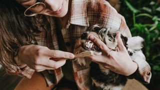 Dog owner brushing teeth of Schnauzer dog with wooden toothbrush at home