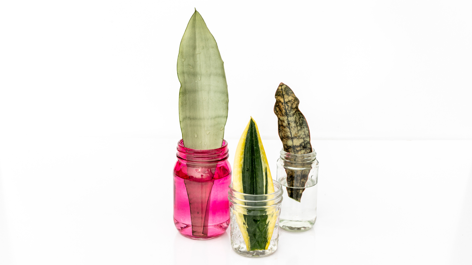 Snake plant cuttings in jars of water