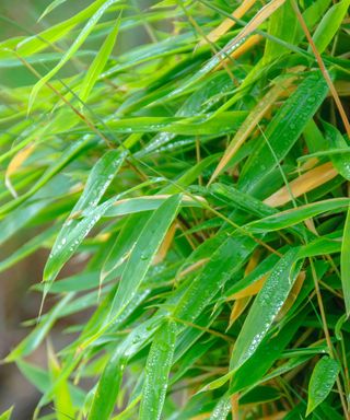 green bamboo leaves