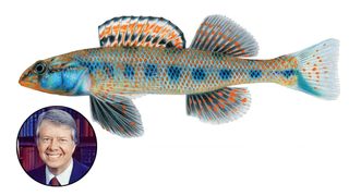 Etheostoma fish named after President Jimmy Carter.