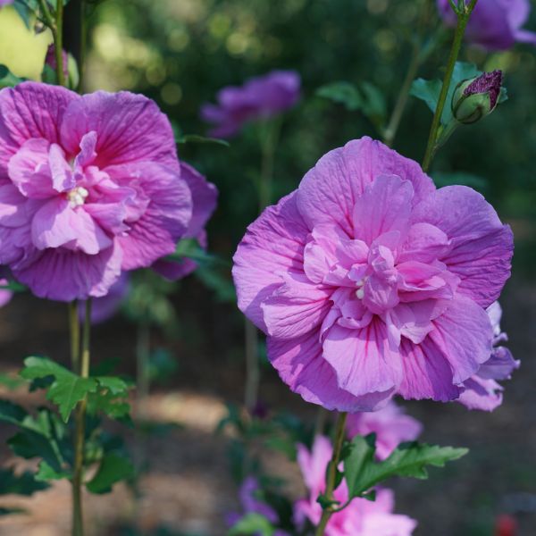 Dark Lavender Chiffon&amp;reg; Rose of Sharon