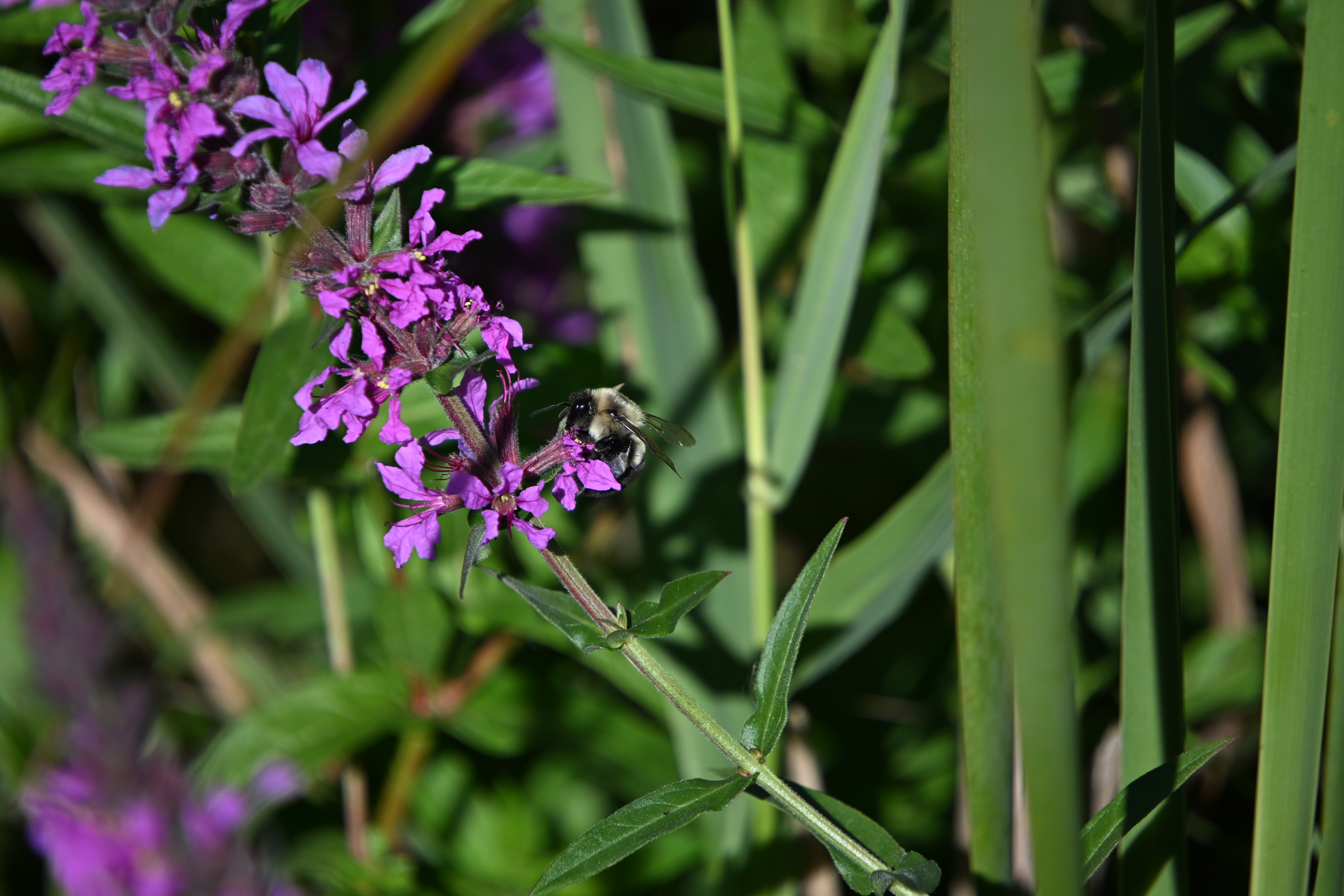 Image samples from the Nikon Z50 II and the Tamron 18-300mm f/3.5-6.3 Di III-A VC VXD