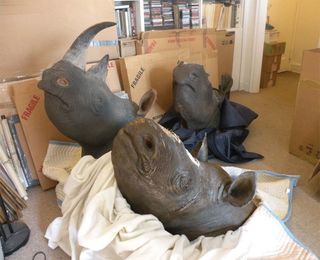 Mounted rhino heads federal agents say they found in the apartment of an antiques dealer who had pretended to assist in an investigation.