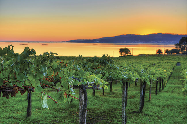 Rias Baixas, Decanter Joy of Terroir 2015