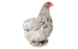 chicken breeds