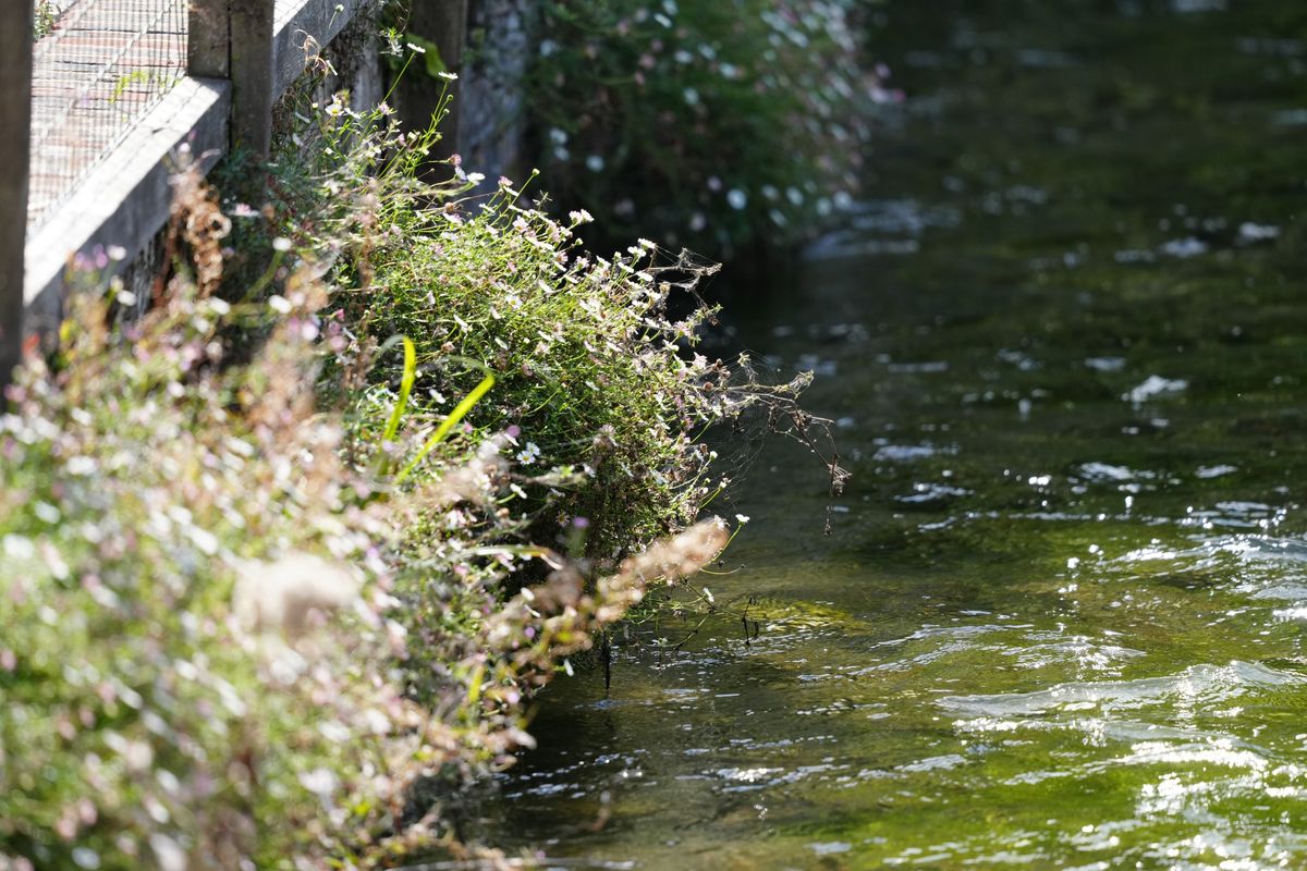 Sony FE 600mm f/6.3 GM OSS sample image