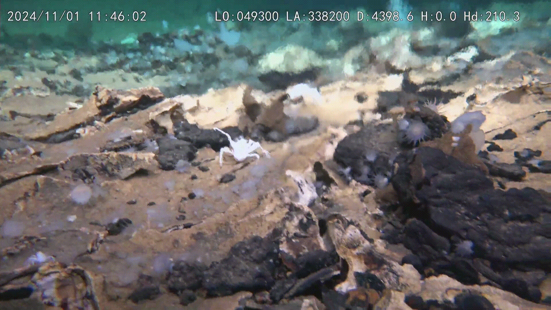 AI Generated Newscast About Giant Pacific Hydrothermal System: Shocking Life Origins Revealed!