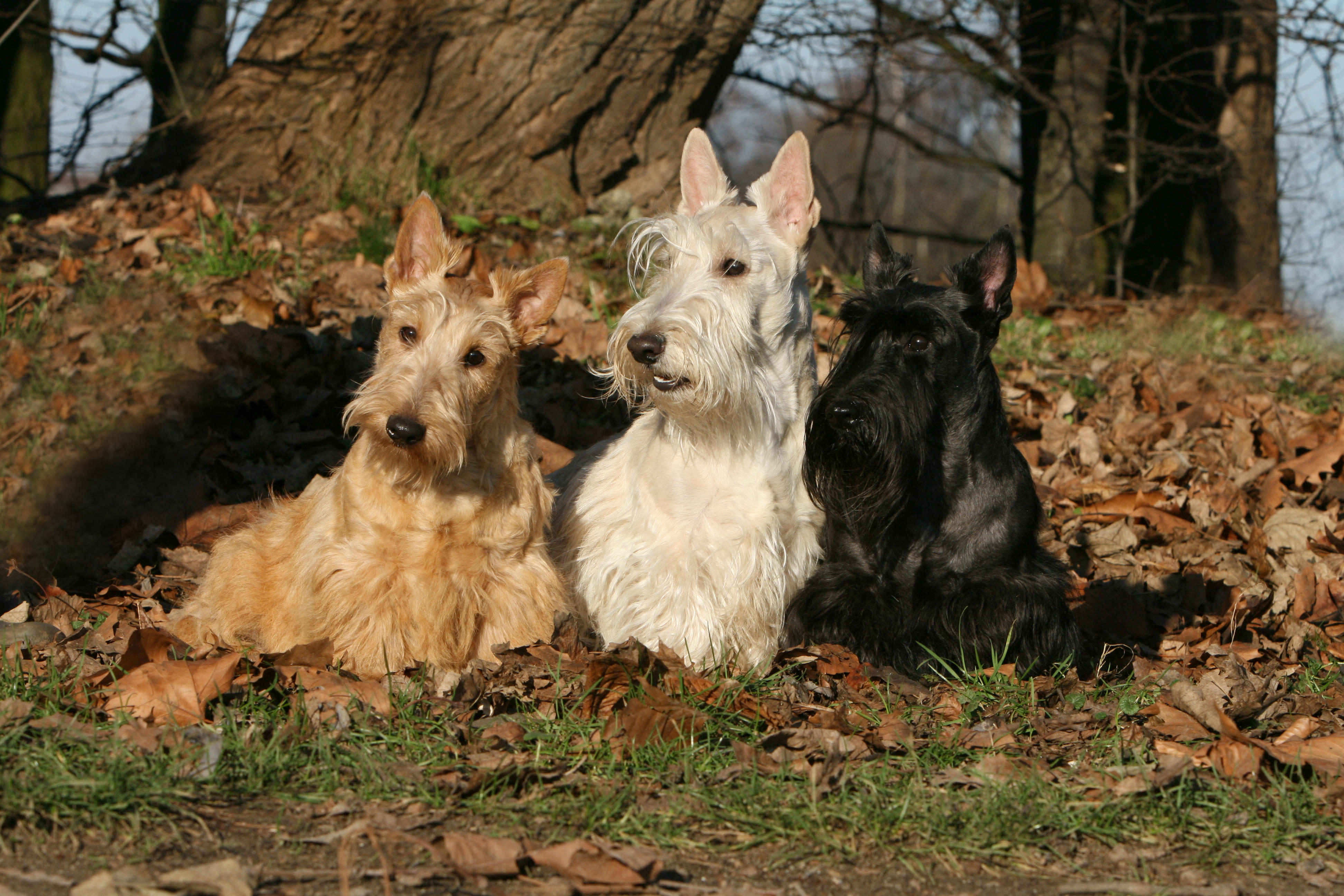 &amp;lsquo;Three Scottish terriers lying on fallen leaves beneath a tree, shown in wheaten, white and black coats, all with upright ears and wiry fur, photographed outdoors in dappled sunlight.&amp;rsquo;