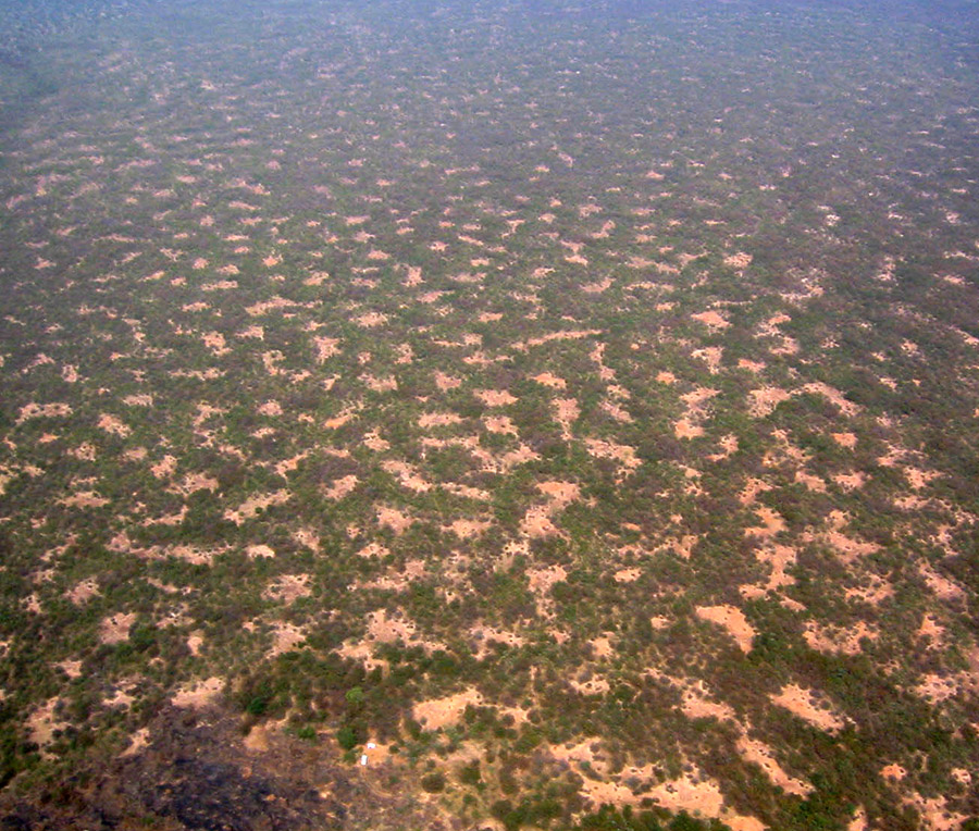 Crops self-organize in a ‘hidden order,’ echoing trend discovered throughout nature