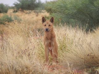 Dingoes live throughout western and central Australia.