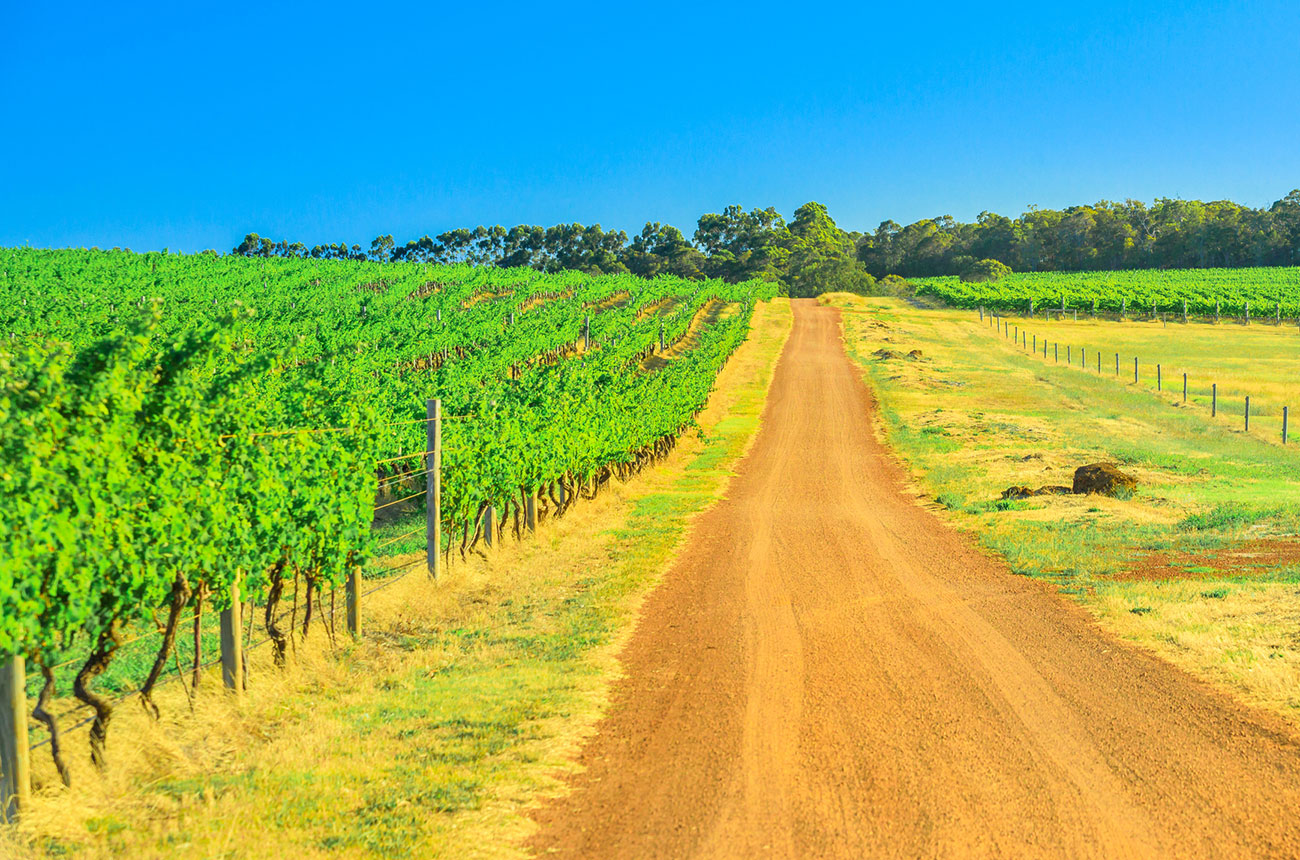 margaret river vineyards near to Wilyabrup