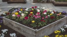 Raised bed planted with colorful blooms