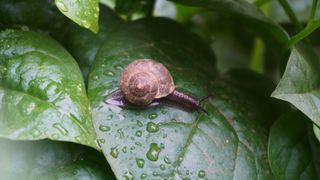 snail crawling on wet leaf