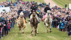 APCamels.jpg