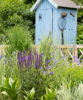 blue garden shed and plants along wooden fence