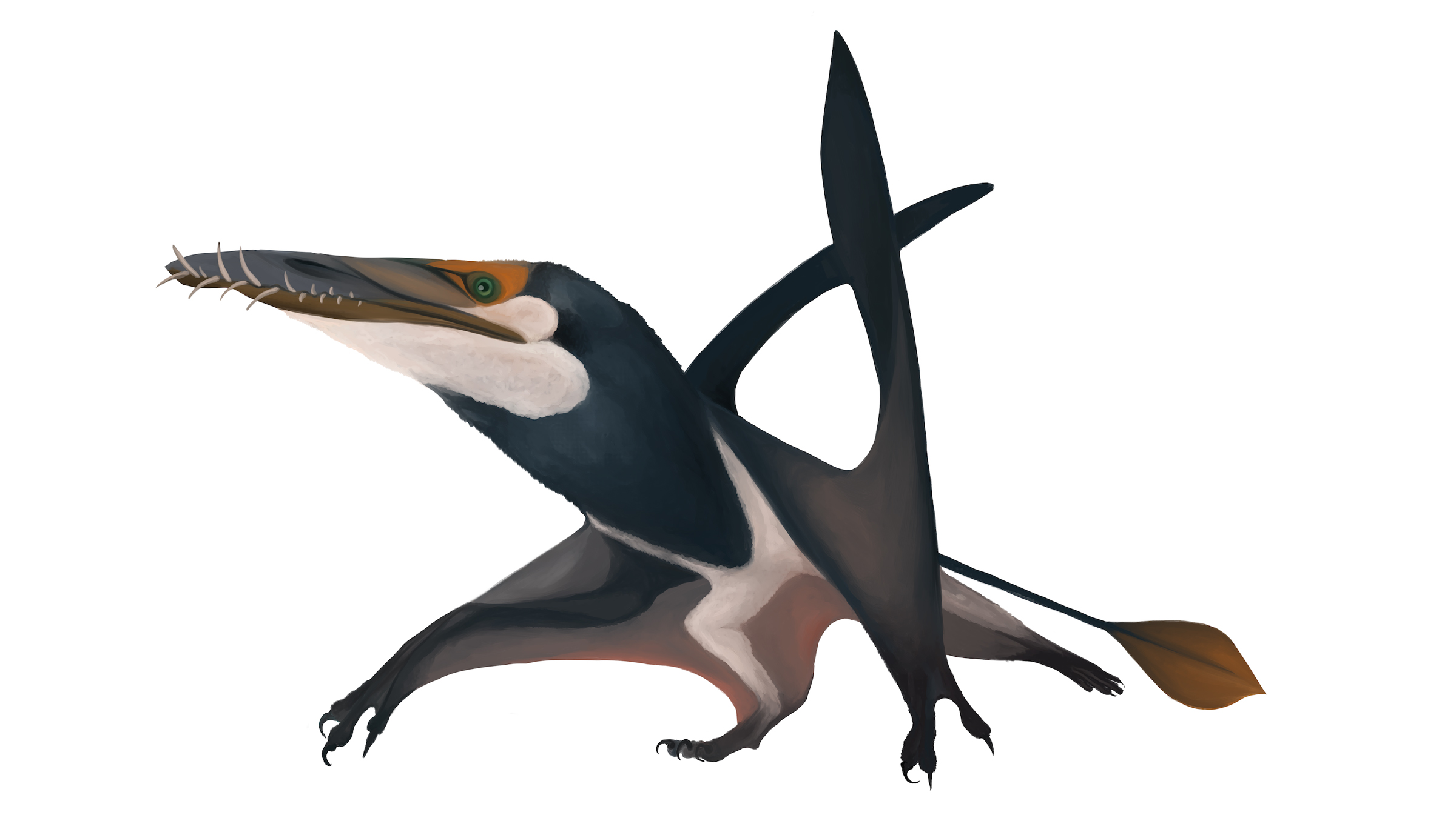 Mit einer Flügelspannweite von mehr als 8 Fuß ist Dearc sgiathanach der größte bekannte Flugsaurier aus der Jurazeit.