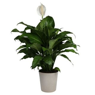 A peace lily house plant in a white pot