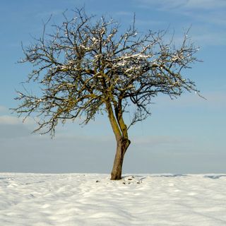 Pear tree in the snow