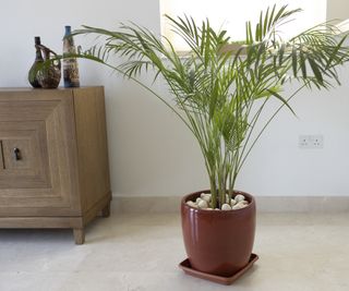 Large bamboo palm in brown, decorative pot