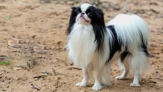 japanese chin