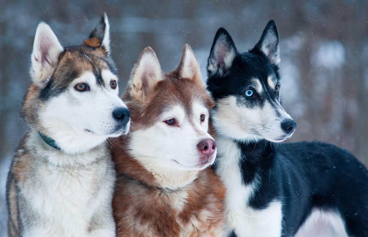 Three Siberian huskies stand close together in falling snow, alert and watching the distance.