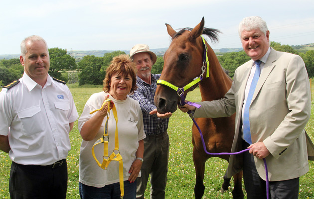 reflective head collar scheme