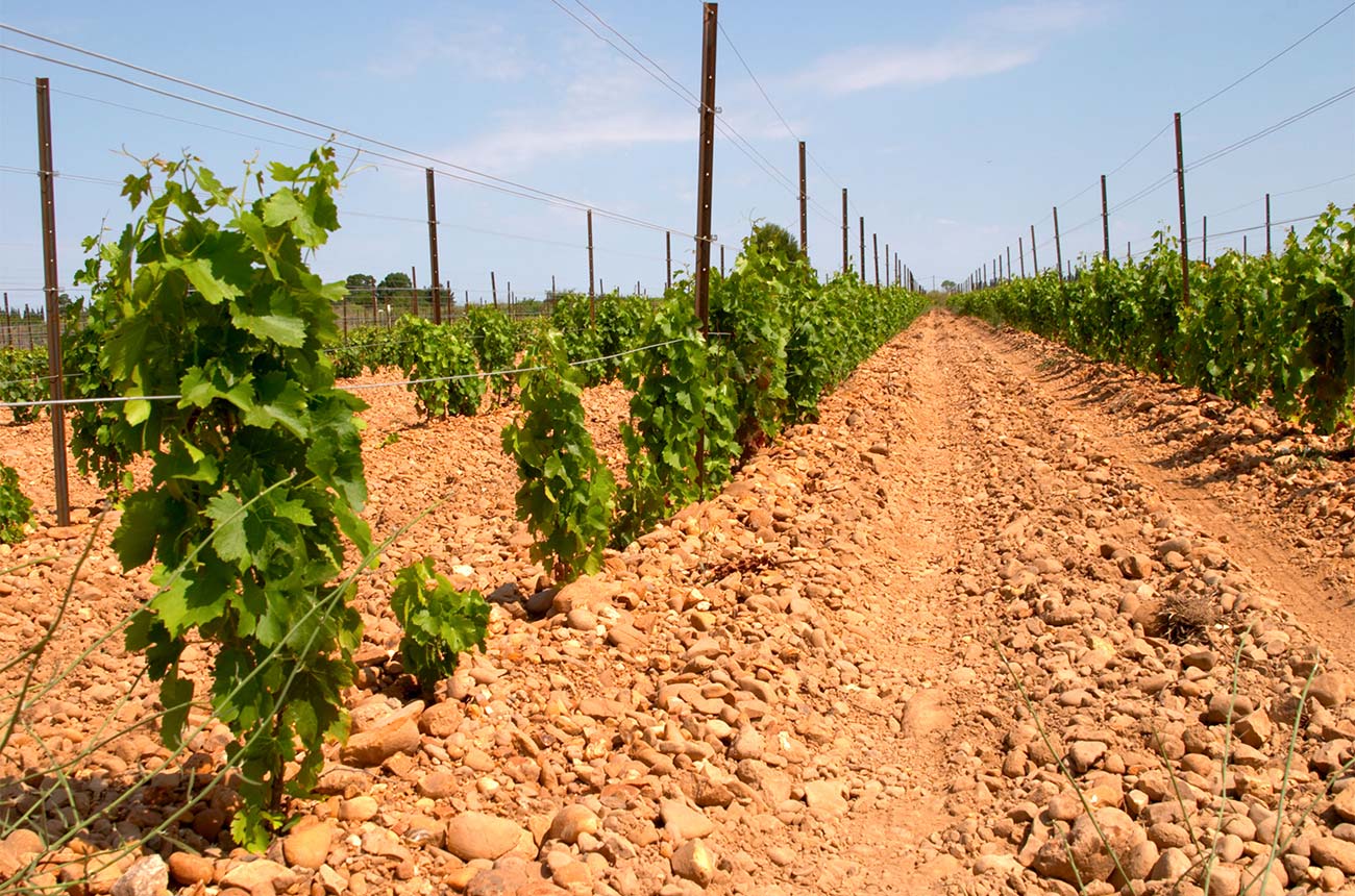 Vineyards growing Marselan grapes