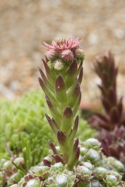 Hens And Chicks Flowers