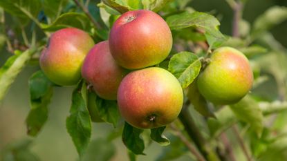 ripe apples growing on a tree