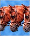 prod3-bridlesth.jpg