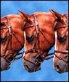 prod3-bridlesth.jpg