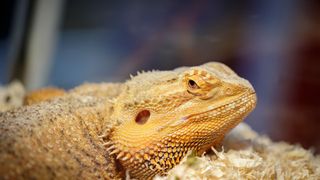 Bearded dragon