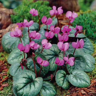 Van Zyverden Cyclamen Coum Set of 5 Bulbs Purple Partial Shade Perennial Hardy 1 lb