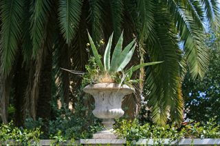 aloe vera plant under palm trees