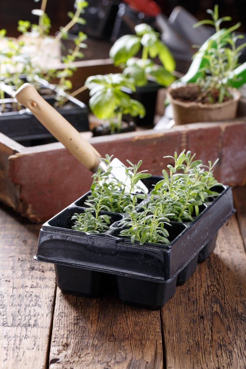 Growing Lavender Plants From Seed