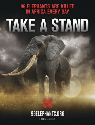 WCS's 96 Elephants campaign, conservation