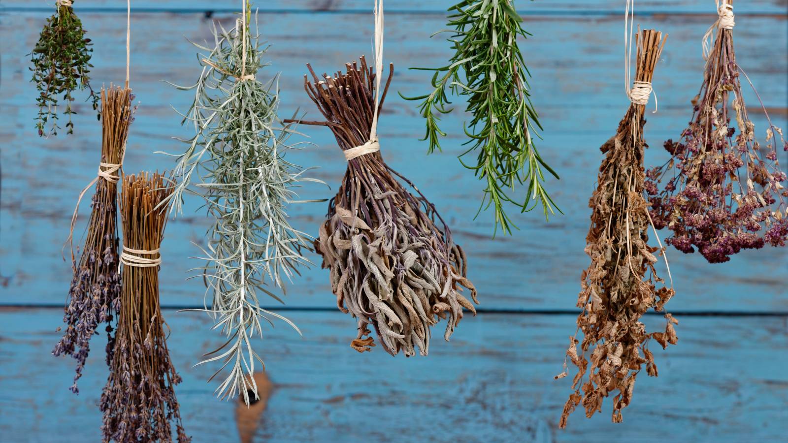 Dried herbs hanging in front of a blue wooden wall