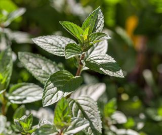 Chocolate peppermint with dark green foliage