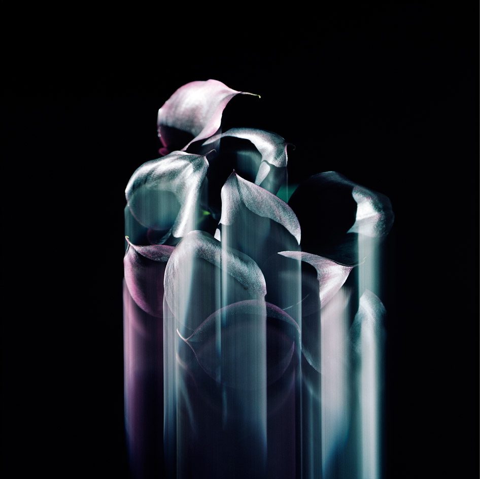 Black background, botanical flower