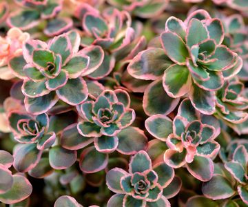 Sedum Savvy: 10 Best Types of Sedum For Sustainable Gardens | Gardening ...